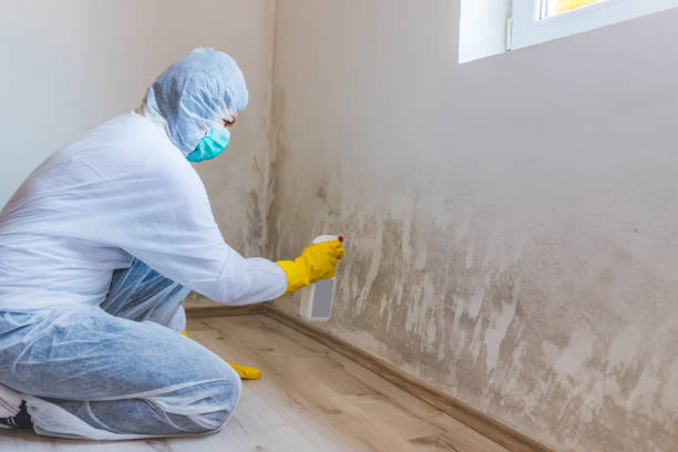 Licensed Basement Mold Removal service in Temperanceville, VA - WQB Mold Removal