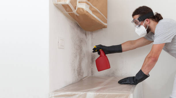Professional Basement Mold Removal technician working in Temperanceville, VA