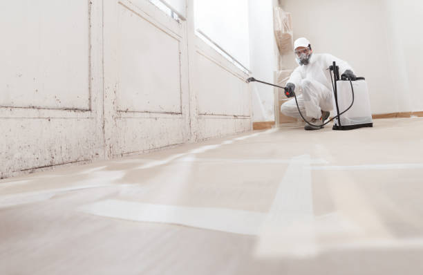 24/7 Emergency Basement Mold Removal experts in Temperanceville, VA