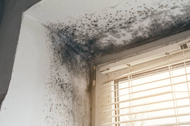 Affordable Basement Mold Removal solutions in Temperanceville, VA