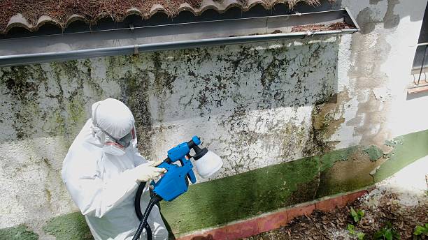 Top rated local Basement Mold Removal specialists in Temperanceville, VA